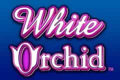 White Orchid slot
